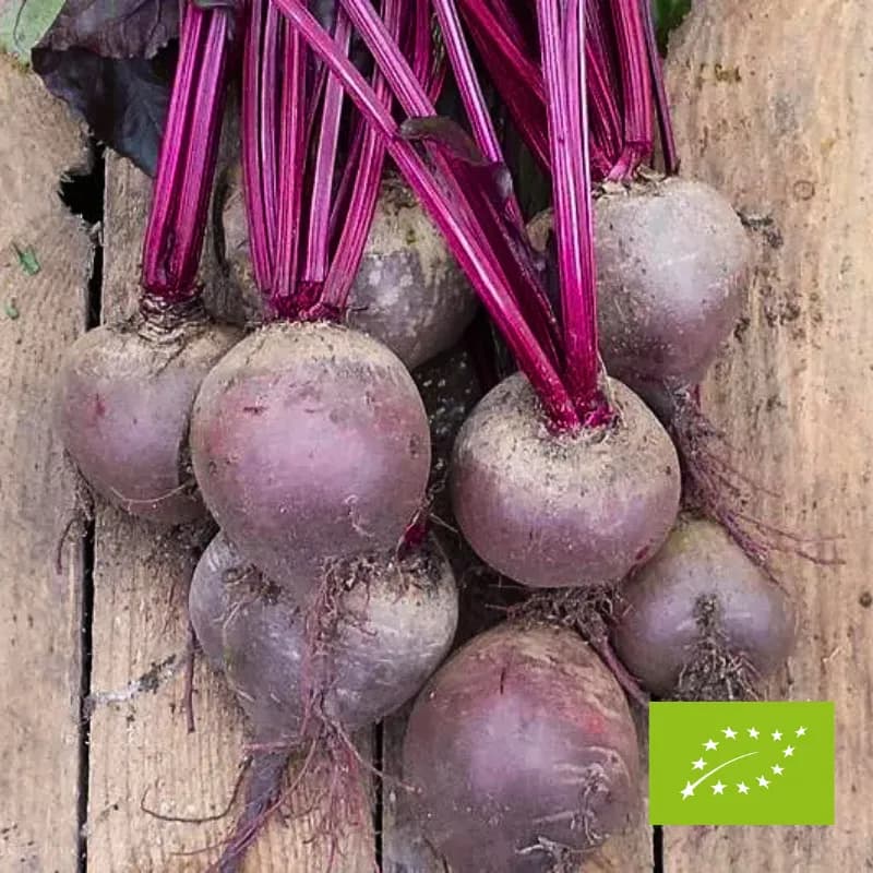 Buraki EKO 1 kg